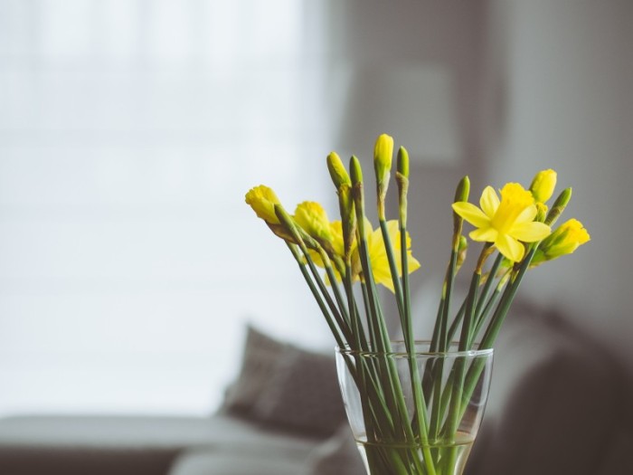 Bem me quer, mal me quer: quais são as melhores flores e plantas para o verão?