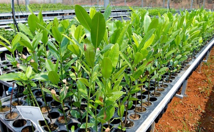 Governo do Tocantins investe em viveiros de mudas nativas do Cerrado para revitalização das bacias hidrográficas no Estado