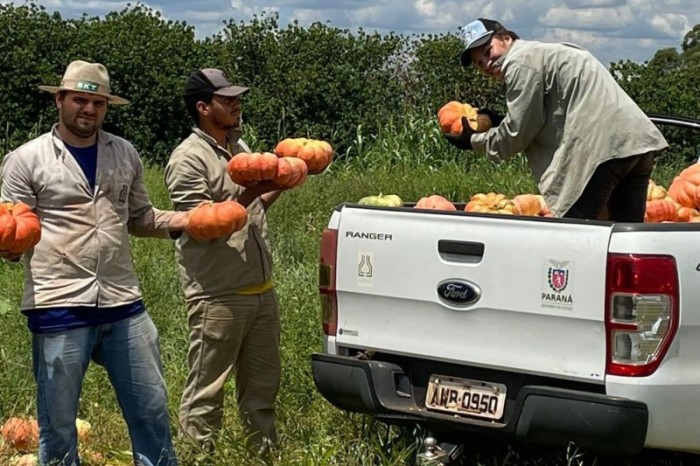 IDR-Paraná promove ação para aumentar produtividade da cultura de abóbora no Estado