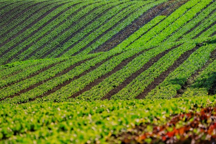 Com número alto de produtores certificados, Paraná colhe frutos do incentivo aos orgânicos