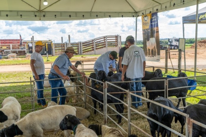 Exposição de ovinos no Show Safra visa fomentar a cadeia produtiva no município
