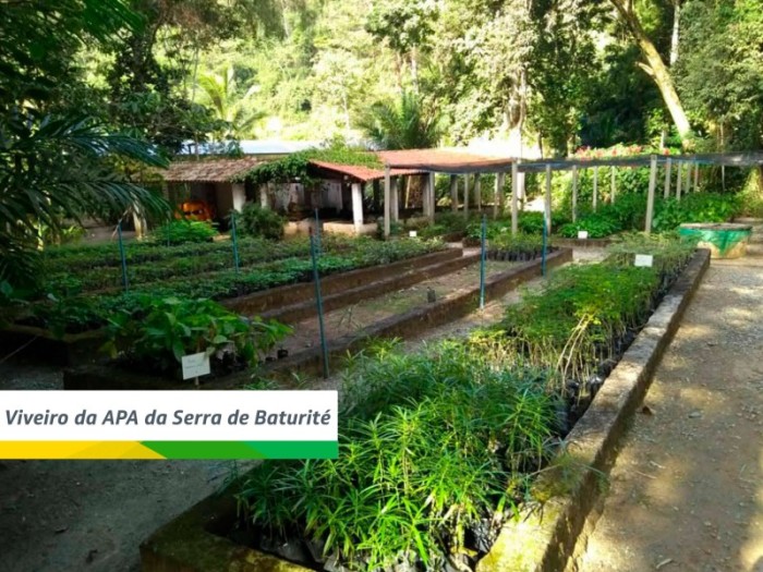 Festa Anual das Árvores conta com parceria dos viveiros florestais no Ceará