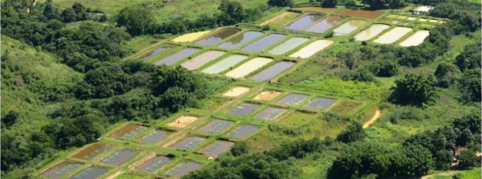 Minas sedia estudo inédito sobre gases de efeito estufa na piscicultura