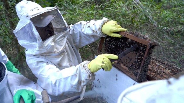 Encontro técnico capacita pequenos produtores sobre práticas da apicultura