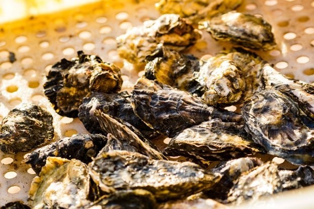 Secretaria da Agricultura anuncia liberação de áreas de cultivo de moluscos em Bombinhas