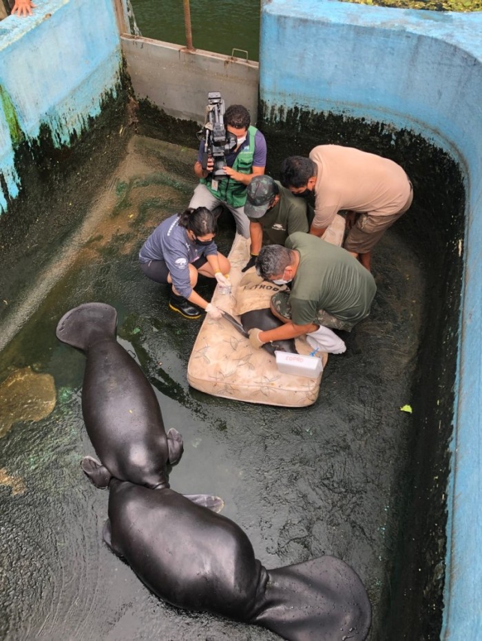 Com apoio do Governo do Amazonas, estudo monitora mamíferos aquáticos em risco de extinção