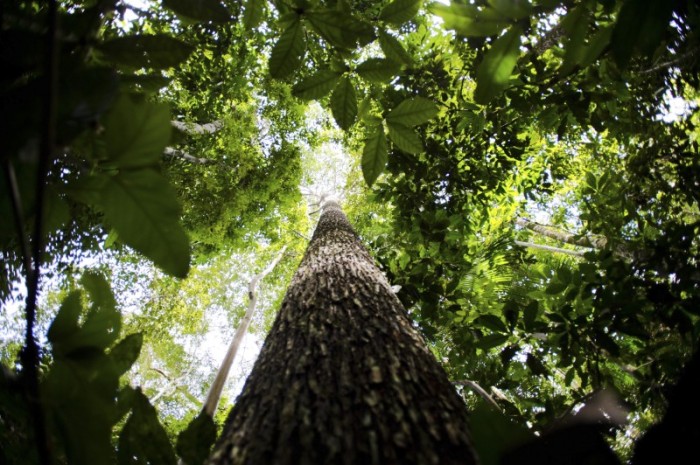 Consulta pública recebe sugestões para produção de carbono verde