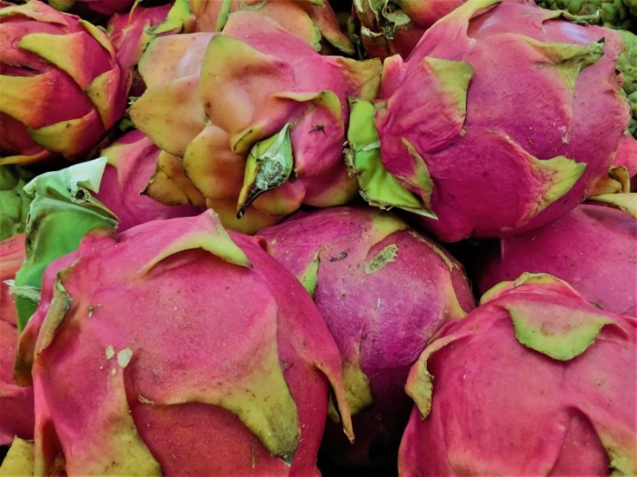Cultivo de pitaya promete bons resultados para casal de produtores que migraram do meio urbano