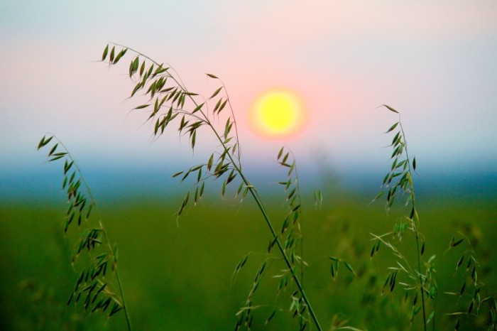 Reunião da Comissão Brasileira de Pesquisa de Aveia começa nesta terça, em Londrina