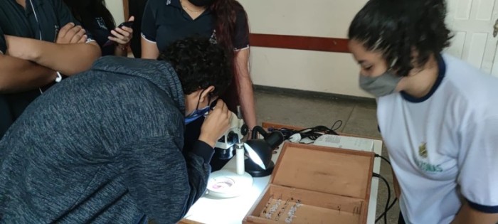 Projeto do PCE, apoiado pelo Governo do Amazonas, identifica quais são os gêneros de formigas mais comuns nas casas de Manaus