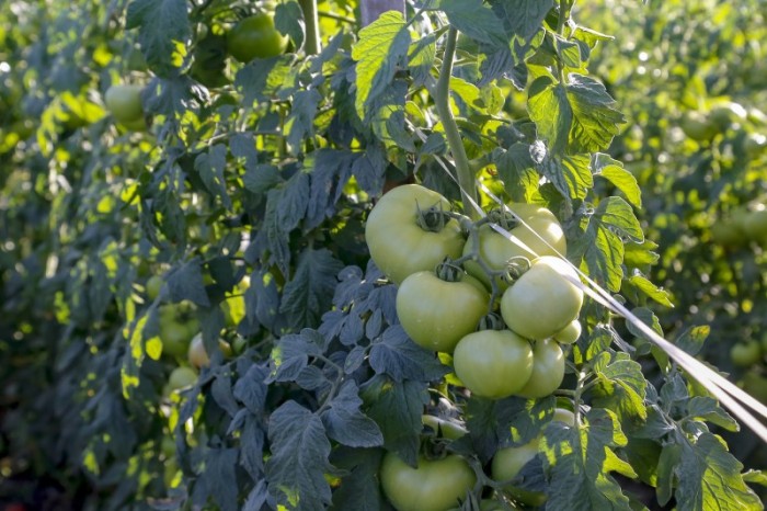 Comitê do Governo acompanha introdução progressiva de orgânicos na alimentação escolar
