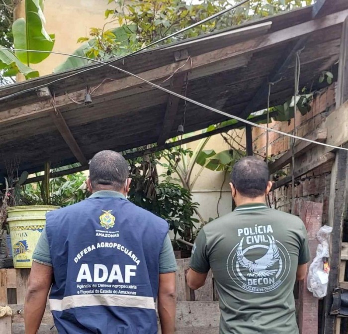 PC-AM deflagra Operação Arremate para fiscalizar abatedouro clandestino de suínos na zona oeste