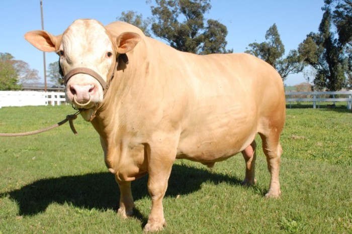 Bicho do Paraná, Purunã é atração do IDR-Paraná na ExpoLondrina