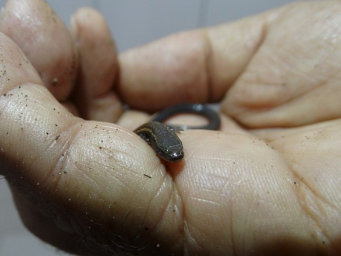 Cetas encontra espécie rara de lagarto existente apenas na Chapada Diamantina e Vitória da Conquista