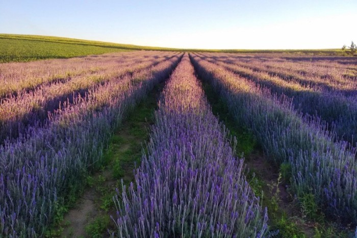 Lançada na ExpoLondrina, Rota da Lavanda vai fomentar turismo e elevar renda dos agricultores
