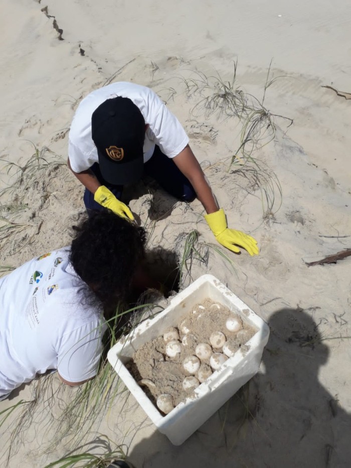 Em ação imediata, Semace, Sema e Instituto Verde Luz transportam ninho com 145 ovos de tartarugas ameaçadas de extinção em Beberibe