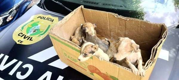Abril Laranja: saiba como e onde denunciar crimes de maus-tratos contra animais