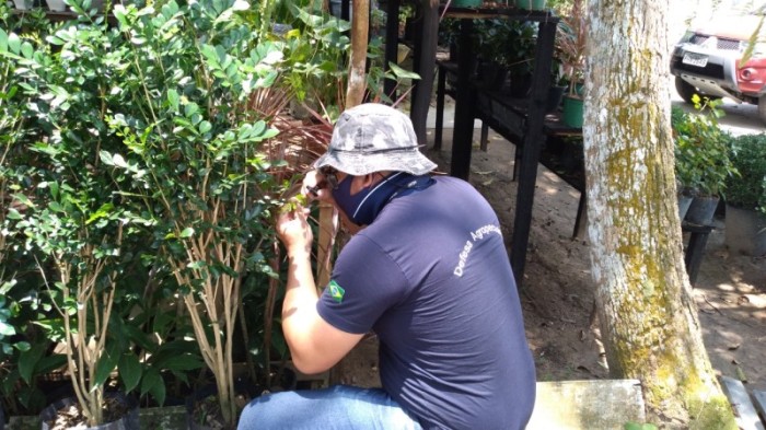 Adaf participa de intercâmbio sobre pragas quarentenárias