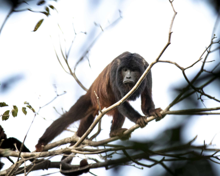 Lançada a Lista Vermelha da Fauna do Ceará – Mamíferos terrestres