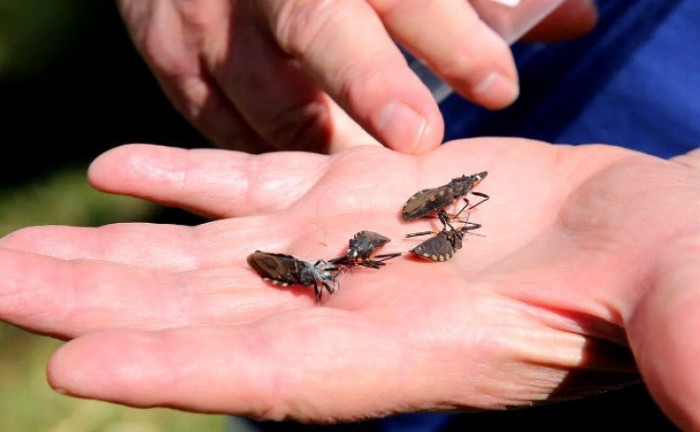 Saúde alerta para prevenção no Dia Mundial da Doença de Chagas