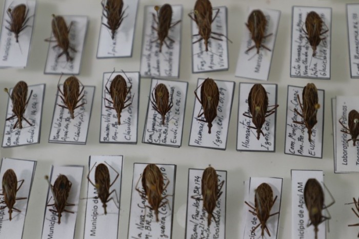 Prevenção: Saúde alerta para conscientização sobre a doença de chagas