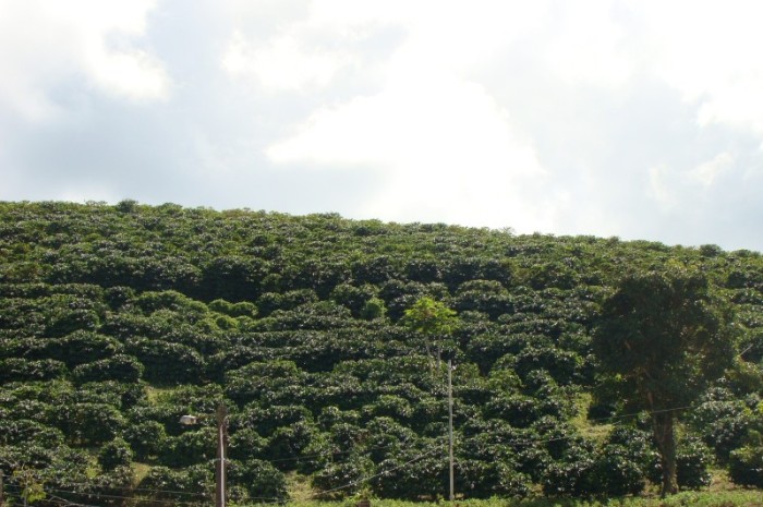 Estudos da Epamig selecionam cultivares de café arábica eficientes em ambientes com restrições de nitrogênio e de potássio