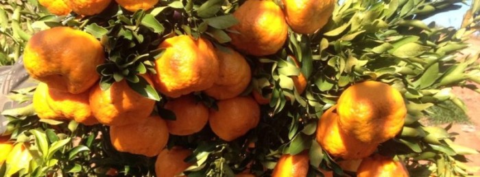 Circuito Mineiro de Fruticultura leva conhecimento a produtores rurais