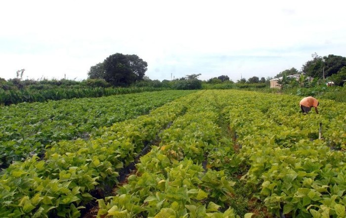 Seguro rural registra 217 mil apólices contratadas em 2021