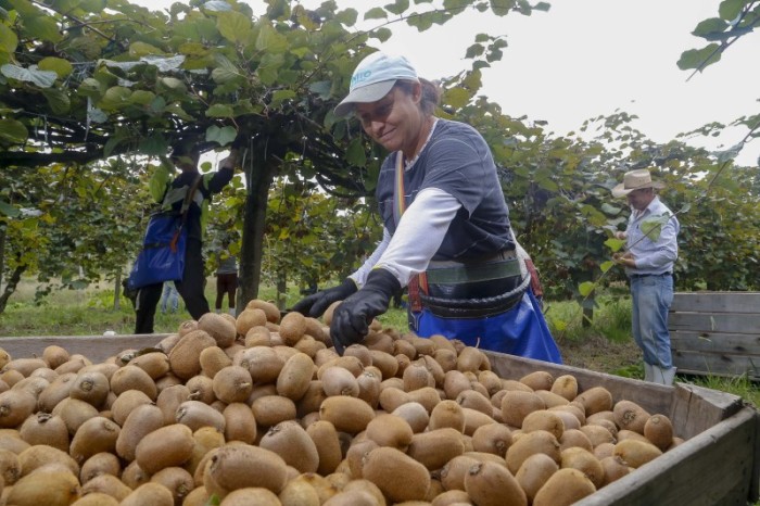 Paraná fortalece cultura de kiwi e alcança maior Valor Bruto de Produção no Brasil