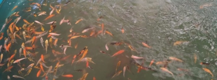 Epamig promove piscicultura mineira na região da Zona da Mata