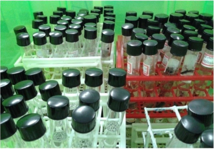 Central de Coleções Microbiológicas recebe apoio do Governo do Amazonas