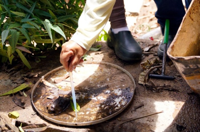 Goiás e DF unem esforços contra ‘Aedes aegypti’ 