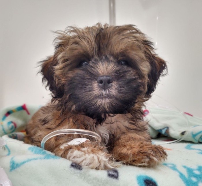Quer ajudar? Participe da campanha do agasalho para cães e gatos