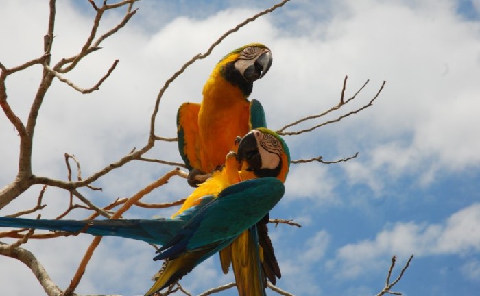 Governo do Tocantins apresenta potencial do Estado para o turismo de observação de aves