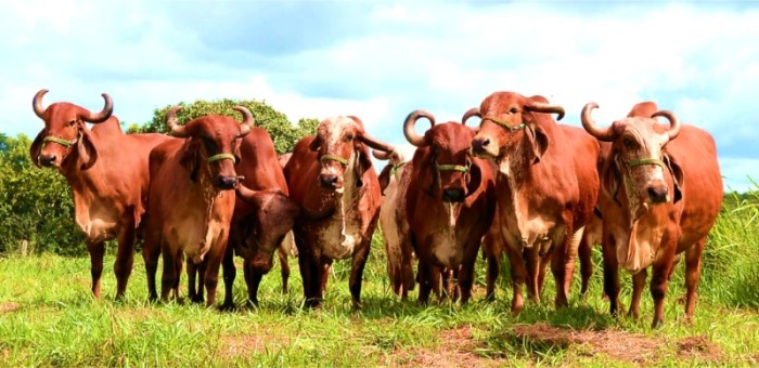 Epamig / Divulgação