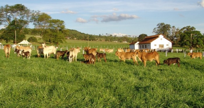 Erasmo Pereira / Epamig