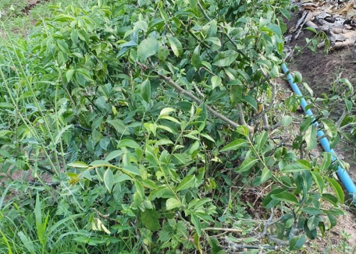 Epamig / Divulgação