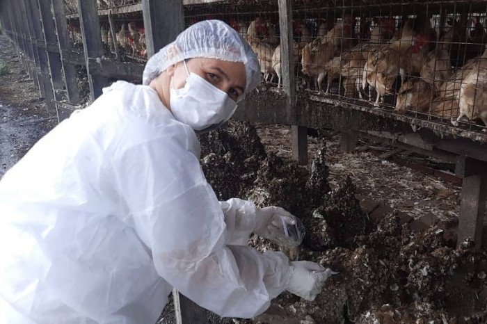 Agência de Defesa Agropecuária pesquisa a salmonella em granjas 