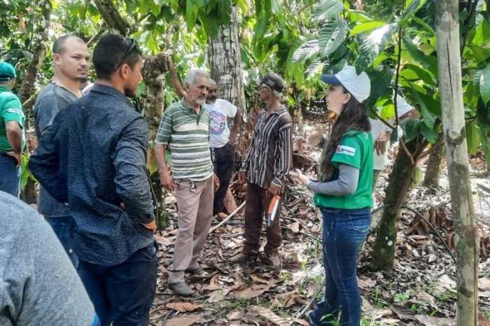 Em São Félix do Xingu, Emater difunde técnica para evitar doenças na cultura do cacau