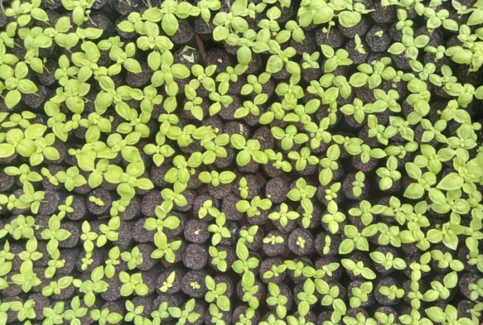 Epamig / Divulgação