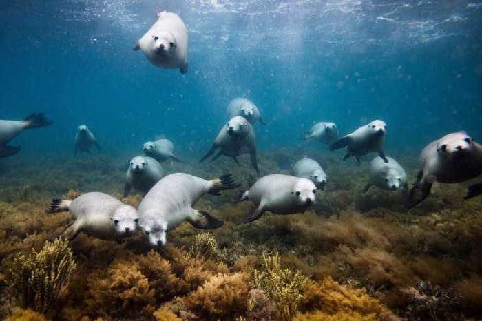 Divulgação Ocean Film
