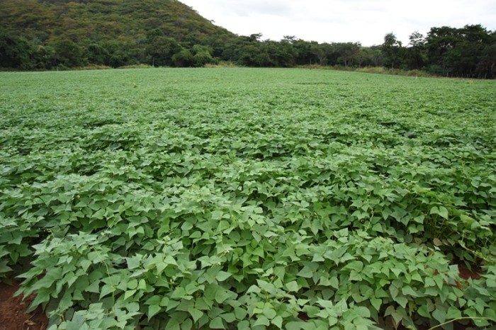 Emater-MG / Divulgação