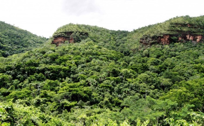 GT será fundamental para a definição técnica da estruturação do mecanismo de transações de créditos jurisdicionais de carbono florestal - Foto: Marcel de Paula/Governo do Tocantins