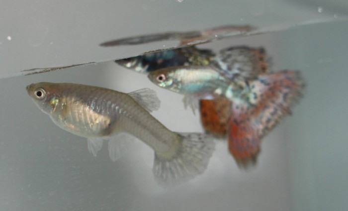 Erasmo Pereira / Epamig