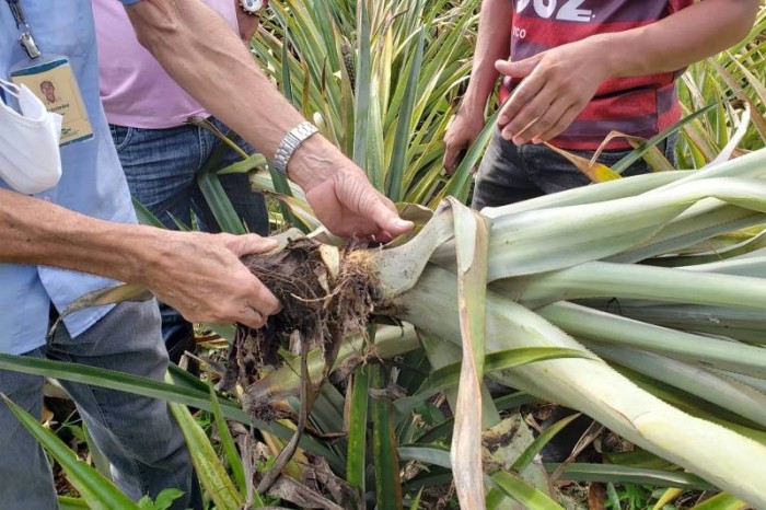 Programação alusiva à produção integrada do Abacaxi em Salvaterra encerrará com Dia de Campo