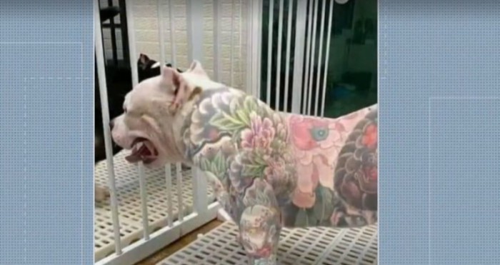 Tatuagens e piercings em animais são proibidos no Paraná. / Créditos: Reprodução RJTV