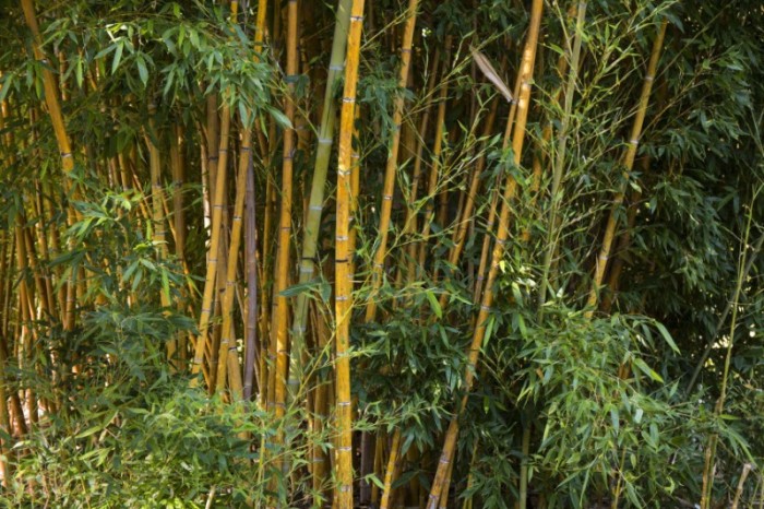 Proposta aprovada na Assembleia Legislativa foi sancionada e visa a disseminação do cultivo agrícola e a valorização do bambu como instrumento de promoção do desenvolvimento socioeconômico sustentável. / Créditos: Freepik