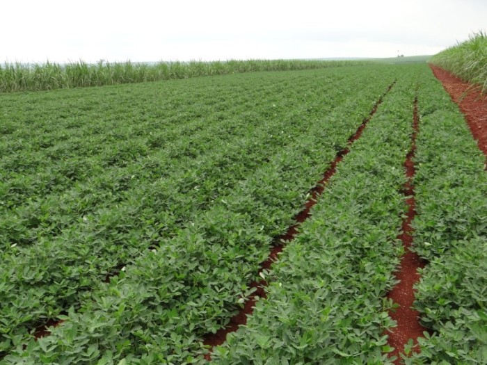 IV Feira Nacional do Amendoim discute resiliência do produtor rural