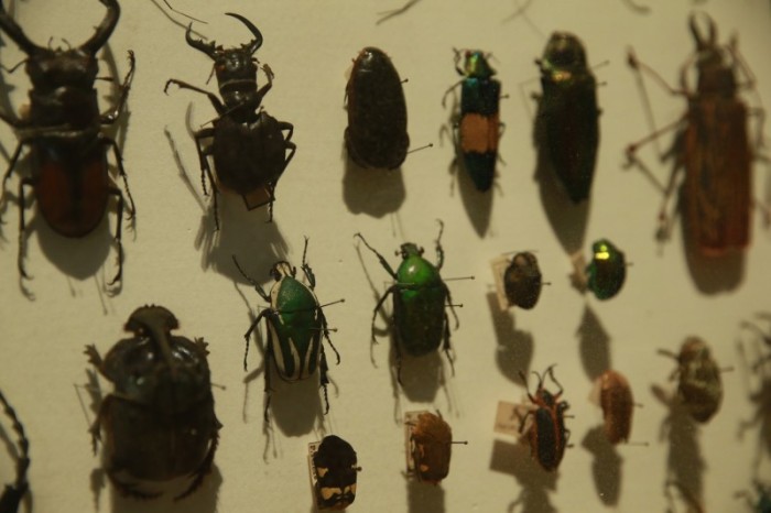 Biodiversidade de insetos no Brasil está em queda, mostra estudo