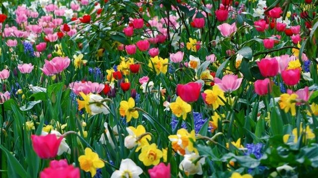 Como cuidar dos jardins durante a primavera?